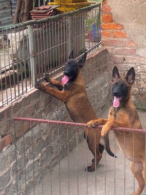 Không chăm được. Mua bán Chó tại Quận Hai Bà Trưng Hà Nội được đăng bởi Đạt Đinh