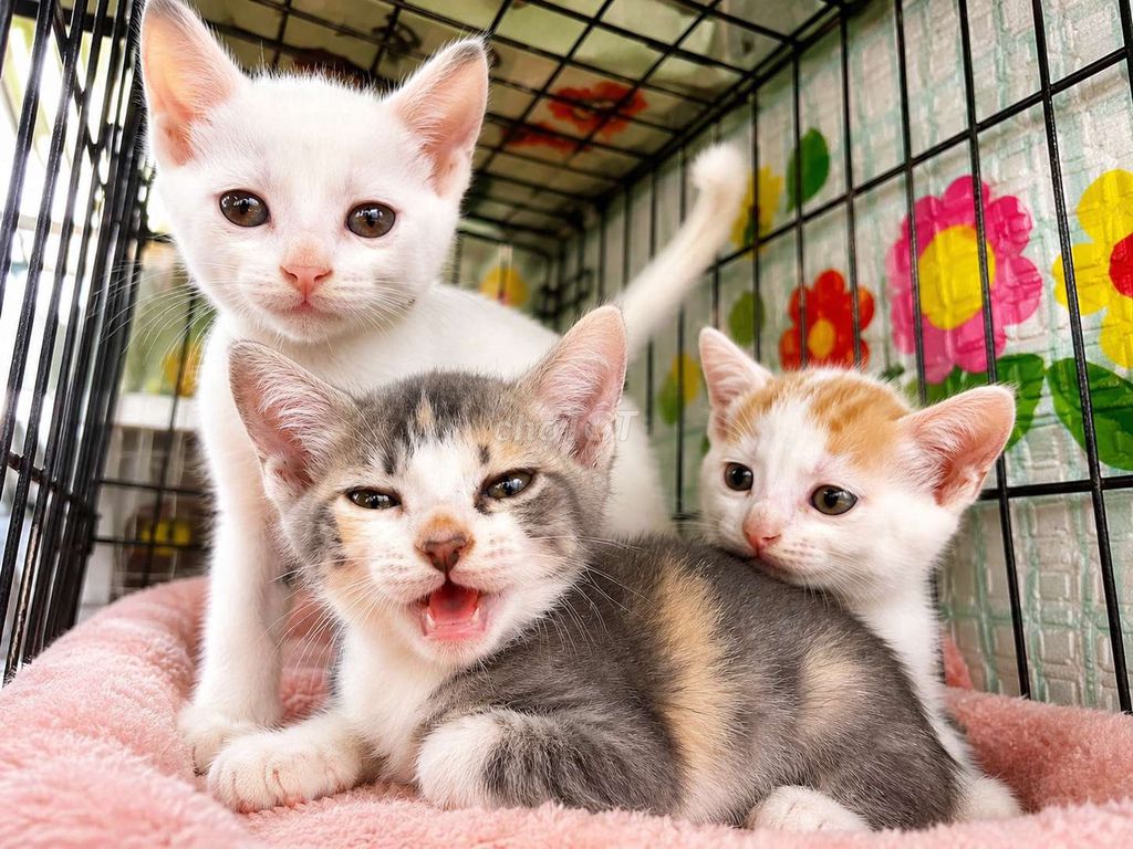 Mèo lông ngắn Cái Đực 2 tháng màu Nhiều màu. Mua bán Mèo tại Quận Hoàng Mai Hà Nội được đăng bởi MAI THANH NHÀN hình 1