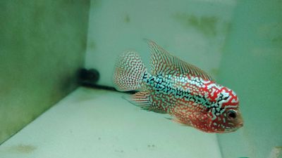 TL em kamfa F2 Full Red. Mua bán Thú cưng khác tại Huyện Bình Chánh Tp Hồ Chí Minh được đăng bởi Lộc phát solar