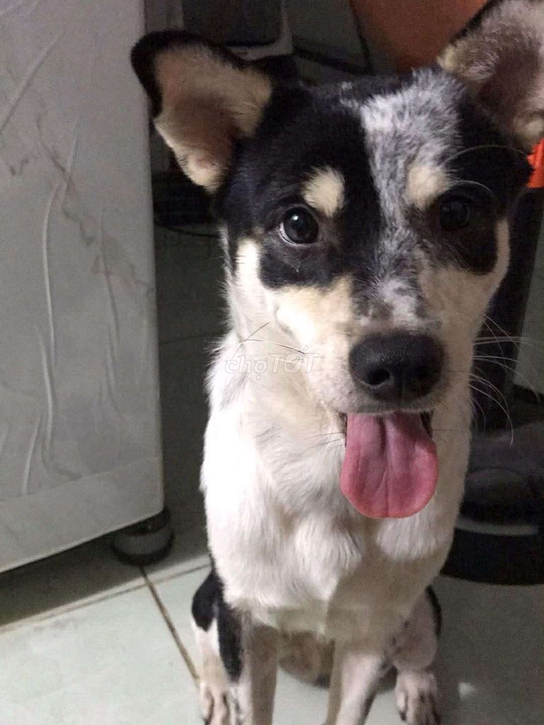 cho tặng bé chó. Mua bán Chó tại Quận 12 Tp Hồ Chí Minh được đăng bởi sushi hình 1