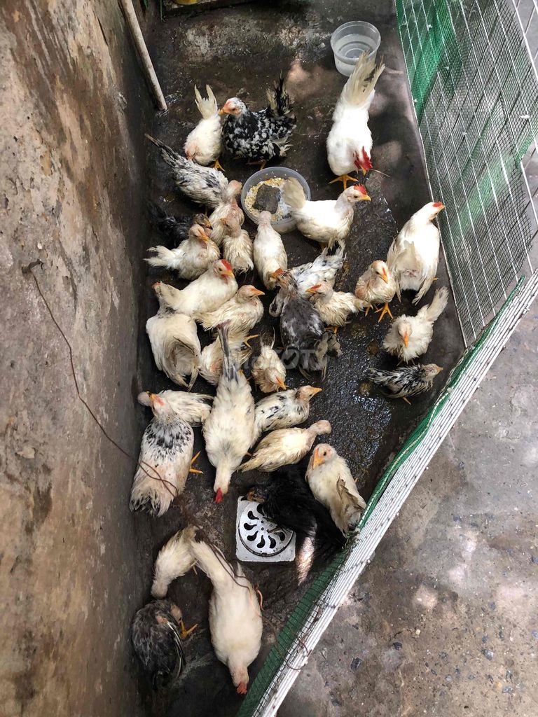 chuyên bán gà tre thái chân Lùnđã tiêm phòng. Mua bán Gà tại Quận Thanh Xuân Hà Nội được đăng bởi khuê hình 1