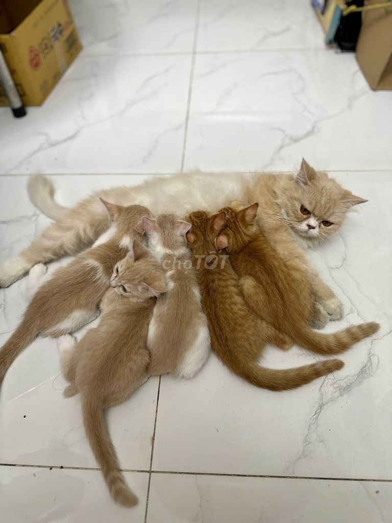 Mèo Anh lông dài lai Ba Tư mèo con 2 tháng. Mua bán Mèo tại Quận 12 Tp Hồ Chí Minh được đăng bởi Lộc hình 1