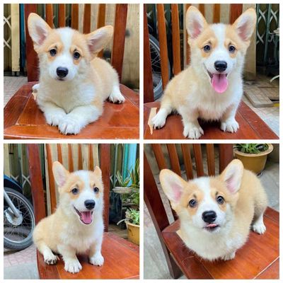 (*)CÚC KU !Ở ĐÂY CÓ CÚN CORGI XINH Ạ! MẠI ZÔ MẠi z