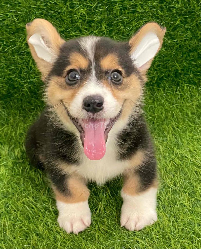 Chó Corgi Đen, vàng, trắng. Mua bán Chó tại Huyện Thanh Trì Hà Nội được đăng bởi Nguyễn Longg hình 1