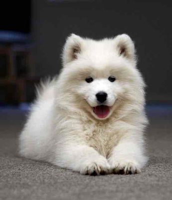 bán chó samoyed