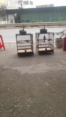 Chim chào mào. Chích chòe. Mua bán Chim tại Huyện Phú Xuyên Hà Nội được đăng bởi Thinh Phu