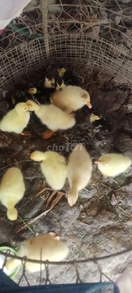 Ngỗng con trên 10 ngày tuổi Vàng. Mua bán Thú cưng khác tại Huyện Mỹ Xuyên Sóc Trăng được đăng bởi diêp lê hình 1