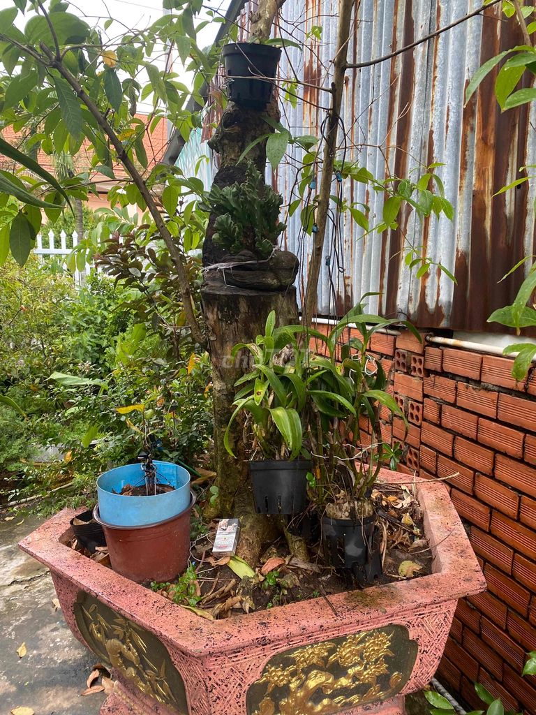 BÁN CÂY BẰNG LĂNG  VÀ CHẬU. Mua bán Cây cảnh, đồ trang trí tại Huyện Châu Thành An Giang được đăng bởi GIÀY DA THẬT HÀNG SI CAO CẤP hình 1
