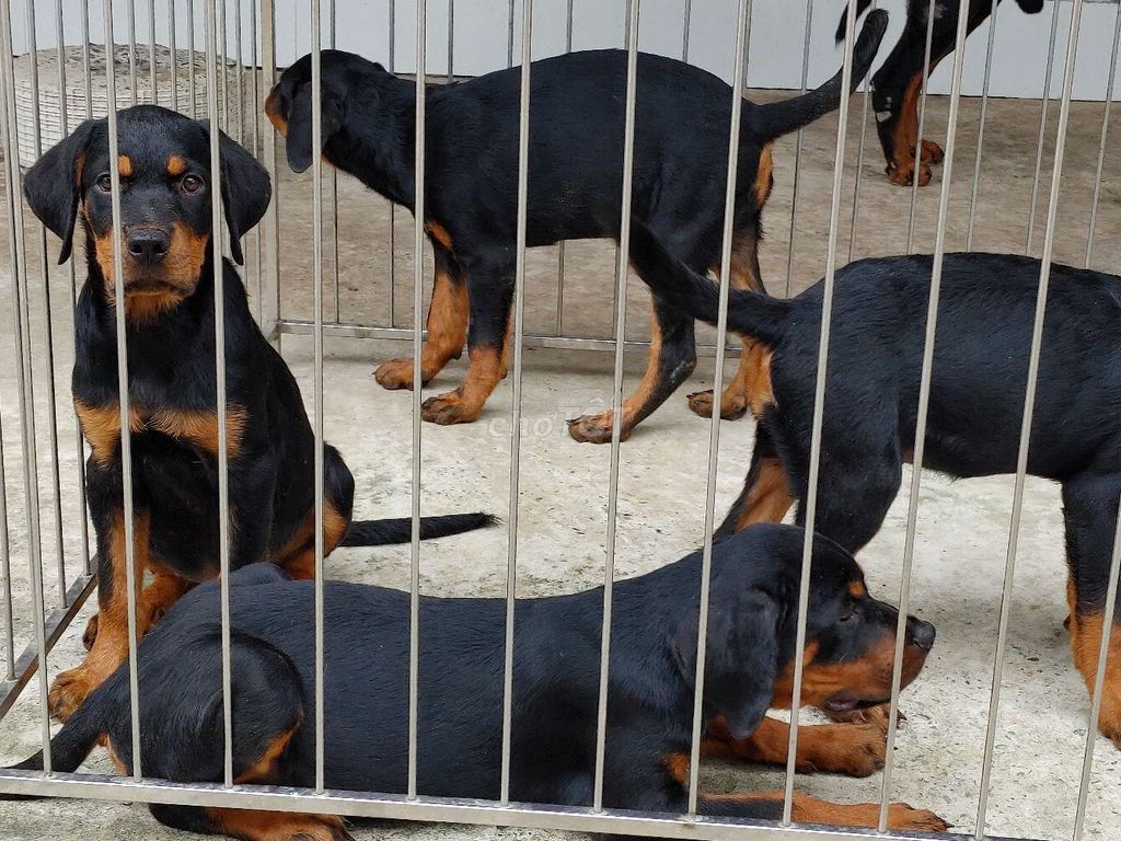 Chó Rottweiler Rặt Giống