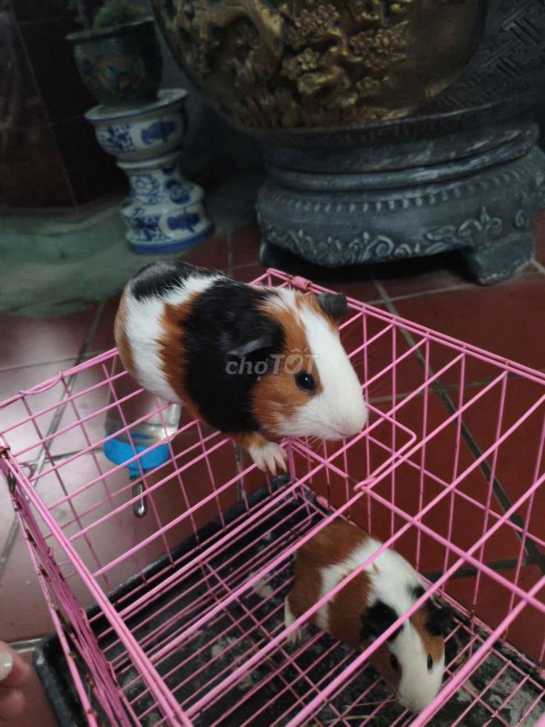 Chuột lang thuần cầm chơi thoải mái tặng lồng. Mua bán Thú cưng khác tại Quận Bắc Từ Liêm Hà Nội được đăng bởi MS Sữa hình 1