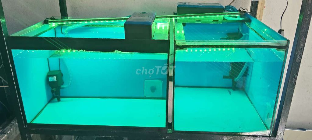 Hồ nuôi cá 6/4/4 mvt đẹppp. Mua bán Phụ kiện, Thức ăn, Dịch vụ tại Huyện Trảng Bàng Tây Ninh được đăng bởi CÁ CẢNH TB hình 5