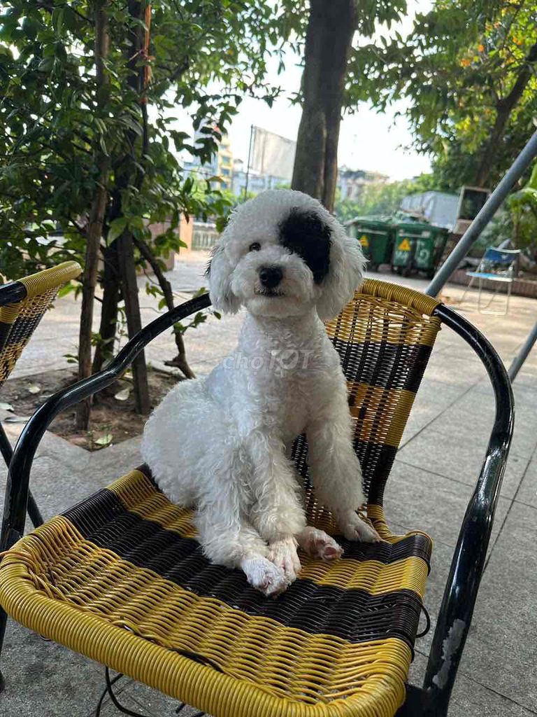 Chó Poodle cái 11 tháng. Mua bán Chó tại Huyện Hoài Đức Hà Nội được đăng bởi Lạc Lạc  hình 1