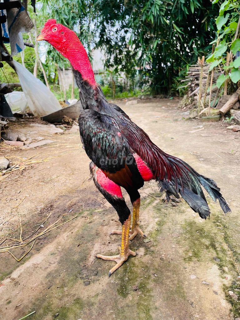 Gà chọi đực khỏe mạnh. Mua bán Gà tại Huyện Phú Hòa Phú Yên được đăng bởi Cường gà chọi hình 1