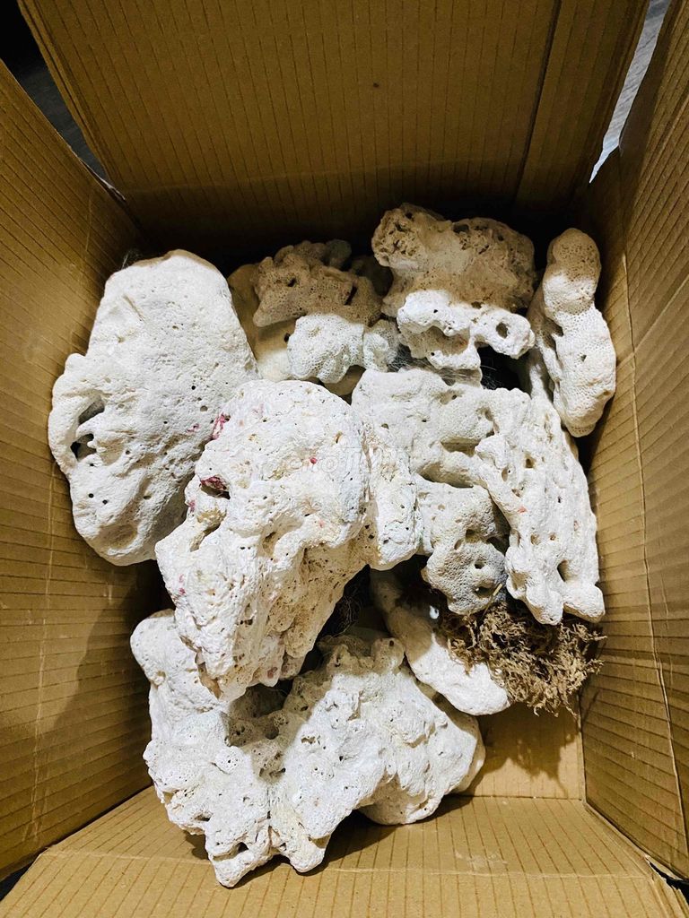 Đá san hô trắng 5kg trang trí phong thủy. Mua bán Đồ sưu tầm, đồ cổ tại Thành phố Thủ Đức Tp Hồ Chí Minh được đăng bởi Buôn bán Dạo sống qua ngày  hình 1