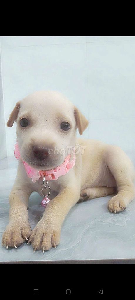 Chó Labrador lai mũi nâu dễ thương . Mua bán Chó tại Quận 6 Tp Hồ Chí Minh được đăng bởi Tăng Chí Lương  hình 1