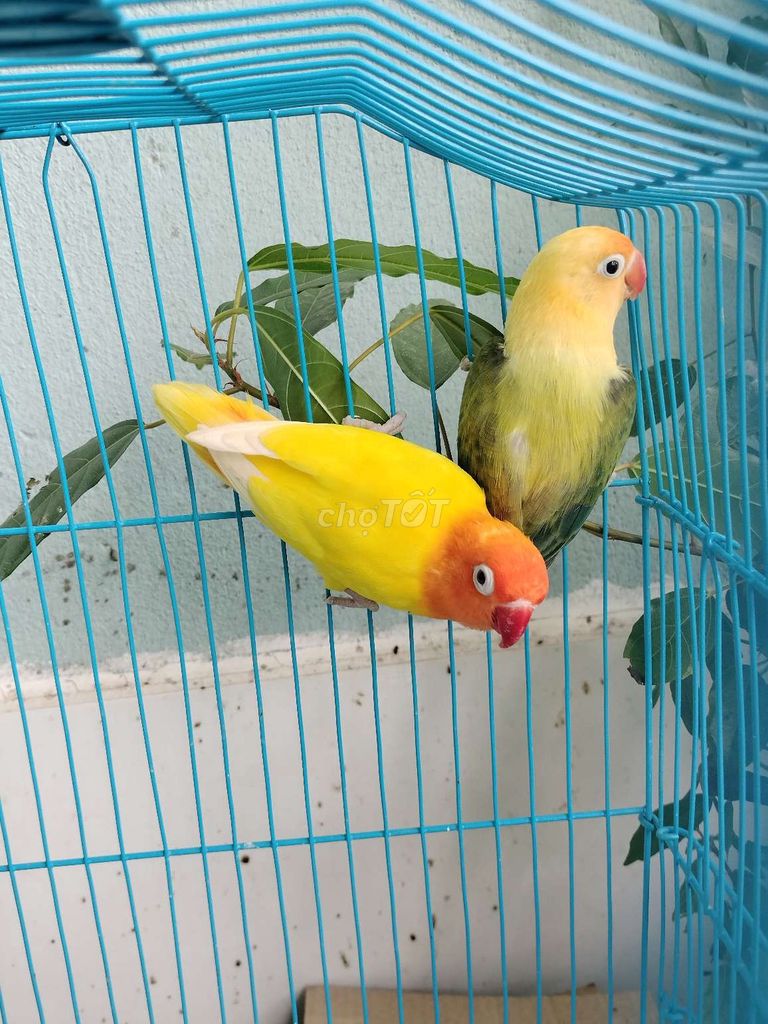 Cặp vet lovebirds euwing, vet xicicic trống nói