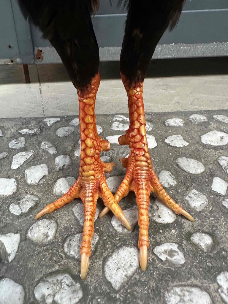 Điều mồng lá cắt asli mỹ 1kg5