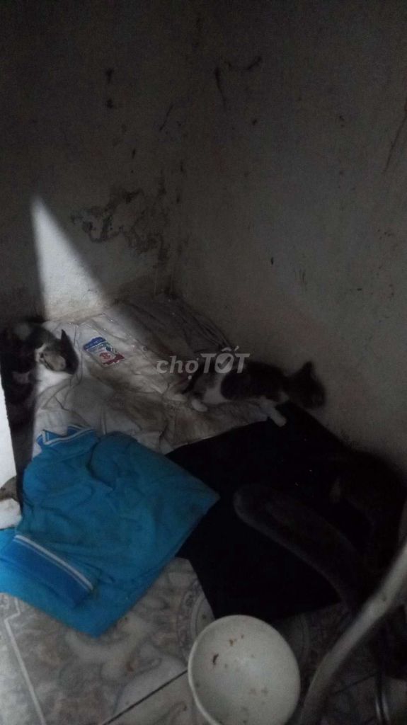 Mèo con giống nhỏ trống 2 tháng đã tiêm. Mua bán Mèo tại Huyện Hoài Đức Hà Nội được đăng bởi liễu hình 1