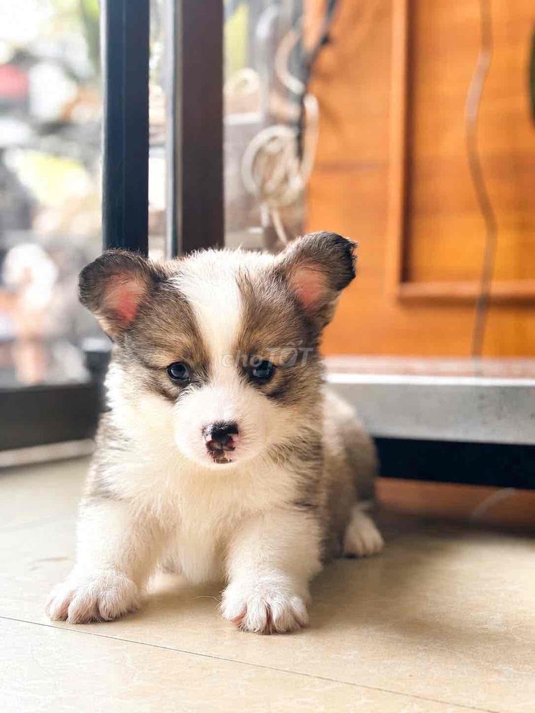 Chó Corgi con đã tiêm phòng. Mua bán Chó tại Quận Thanh Khê Đà Nẵng được đăng bởi Thy Thy hình 1