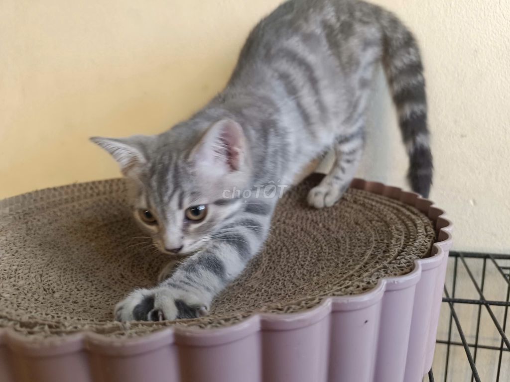 Mèo Bengal lai Anh Lông Ngắn 6 tháng. Mua bán Mèo tại Huyện Gia Lâm Hà Nội được đăng bởi Bình Đào hình 1