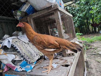 Mái nòi paskitan 2,2kg. Mua bán Gà tại Huyện Tân Hiệp Kiên Giang được đăng bởi trường phạm