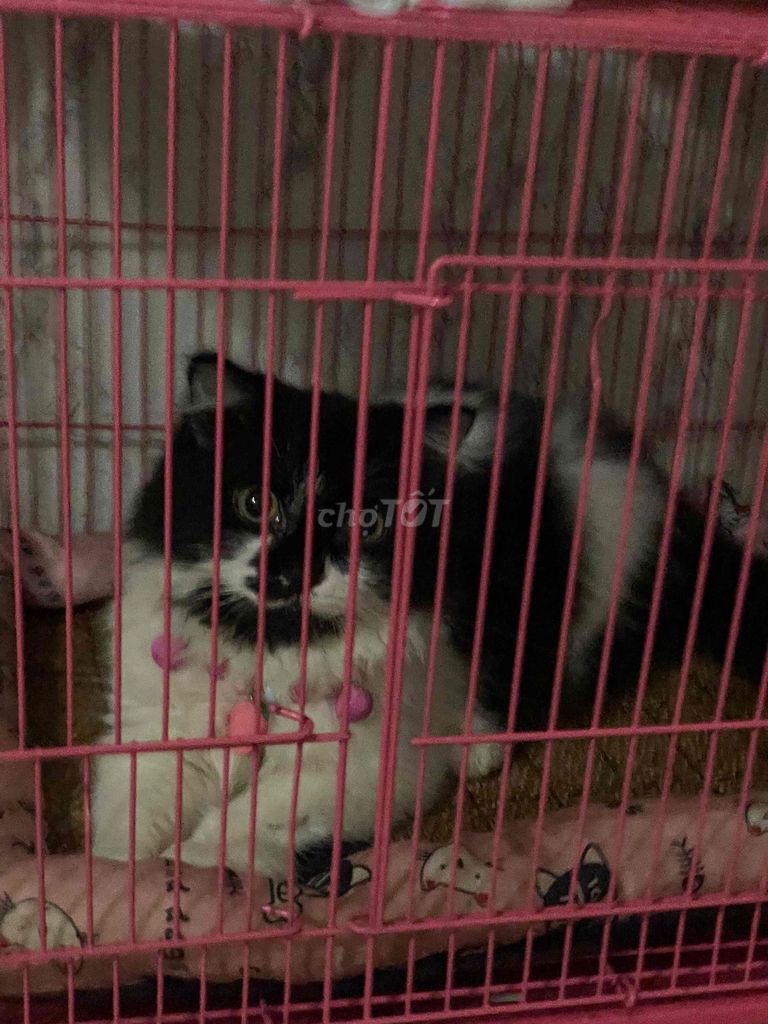 Mèo Anh lông dài Cái Đen trắng 5 tháng. Mua bán Mèo tại Quận Ninh Kiều Cần Thơ được đăng bởi Nguyễn Thị Cẩm Tú hình 1