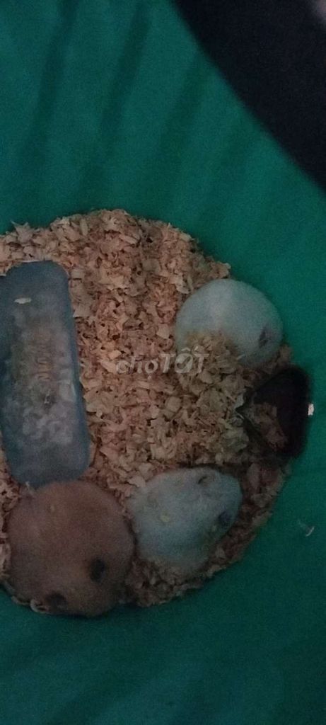 Chuột hamster bin như hình đủ màu