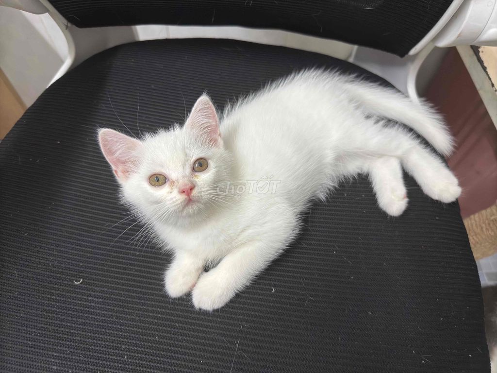 Mèo cái 2 tháng tuổi. Mua bán Mèo tại Quận 7 Tp Hồ Chí Minh được đăng bởi Đào hình 1