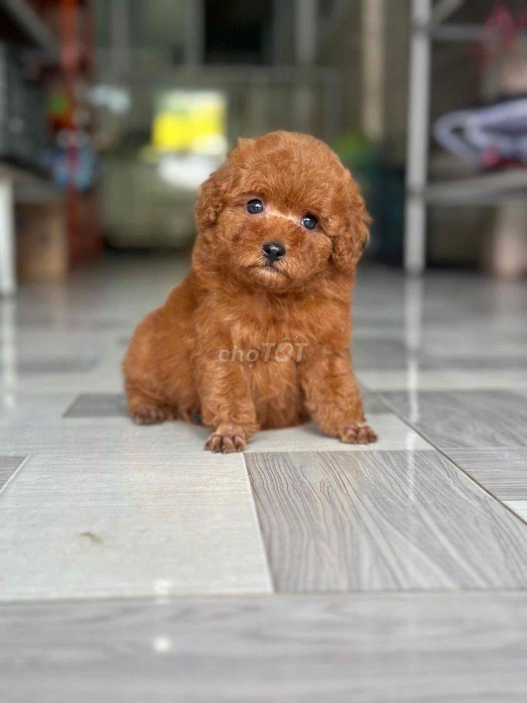 Chó Poodle Nâu 2 tháng đã tiêm. Mua bán Chó tại Thành phố Nha Trang Khánh Hòa được đăng bởi Nguyễn Tuyết hình 1