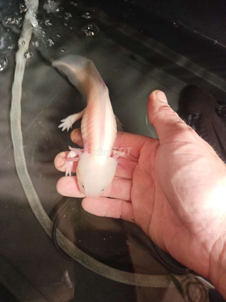 Cá 6 sừng Axolotl Trắng hồng. Mua bán Thú cưng khác tại Huyện Đông Anh Hà Nội được đăng bởi Ngư Vịnh  hình 1