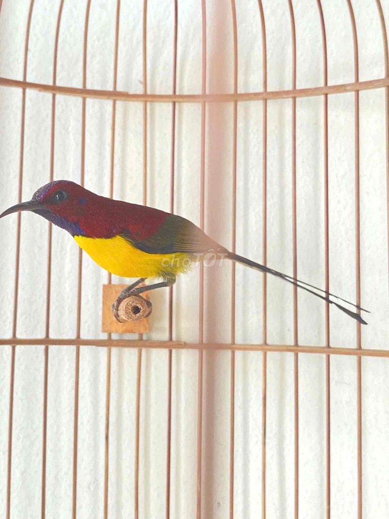 bộ hút mật đà lạt thuần dạn. Mua bán Chim tại Quận 12 Tp Hồ Chí Minh được đăng bởi Triển hình 1