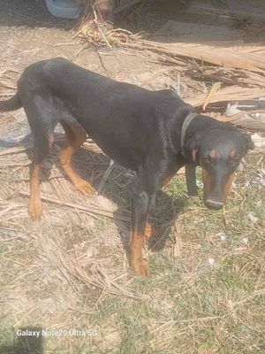 Cần bán 3 con Doberman 1 Đực 2 Cái. Mua bán Chó tại Huyện Bình Chánh Tp Hồ Chí Minh được đăng bởi Phạm Thanh Phong