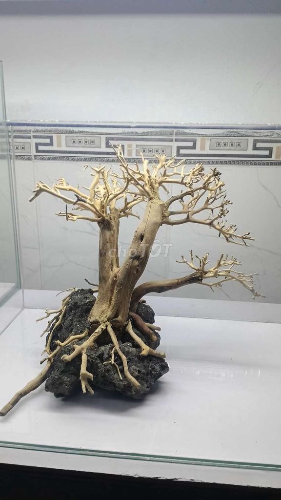 Cây bonsai lũa đá dáng nghiêng . Mua bán Cây cảnh, đồ trang trí tại Quận Hải Châu Đà Nẵng được đăng bởi Binn hình 1