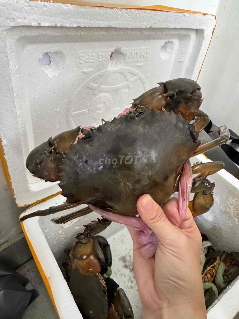 Cua Cà Mau - đặc sản ăn là ghiền. Mua bán Đồ ăn, thực phẩm và các loại khác tại Quận Gò Vấp Tp Hồ Chí Minh được đăng bởi Tạ Ngọc Trân hình 3