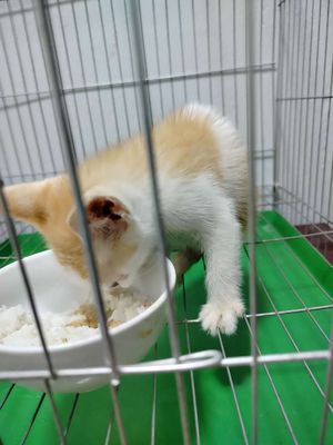 Mèo cảnh đẹp,mèo con