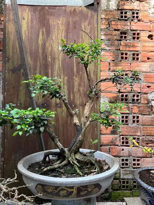 nguyệt bonsai phom cành bệ mịn
