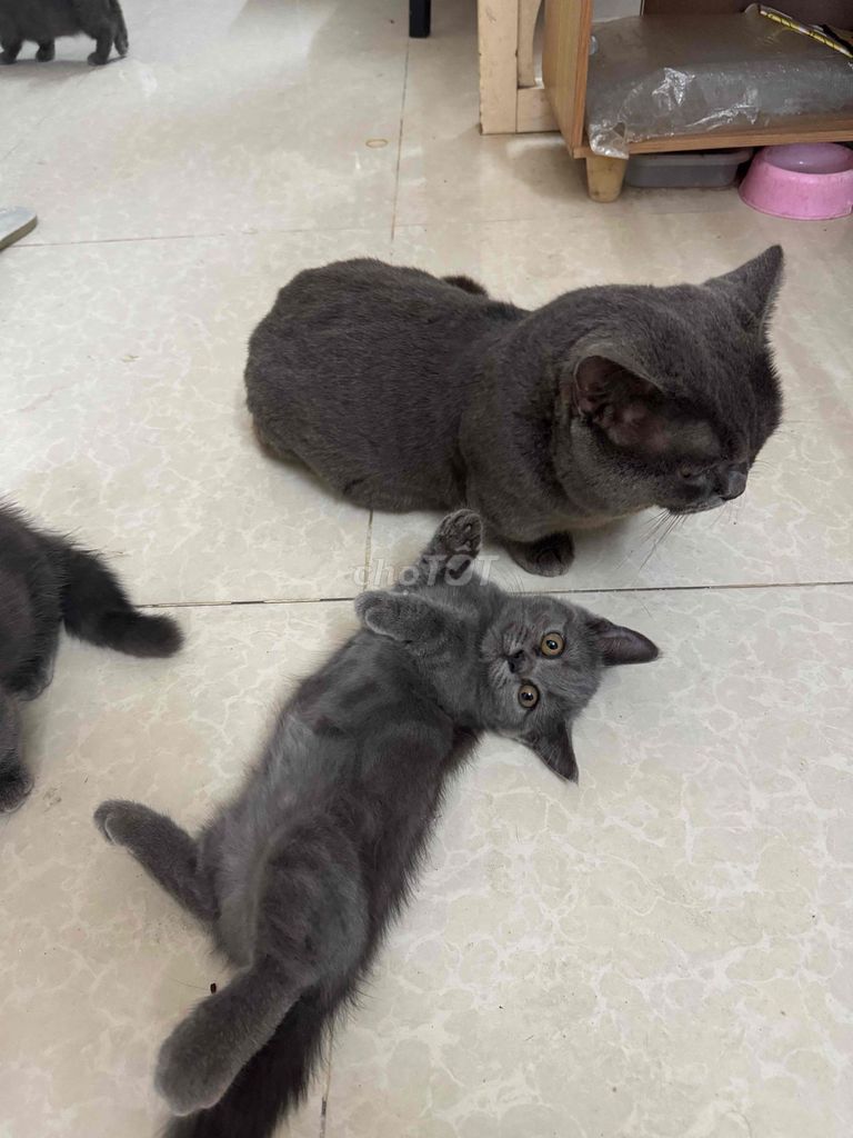 Mèo Munchkin Thuần Chủng. Mua bán Mèo tại Quận 7 Tp Hồ Chí Minh được đăng bởi Võ Chấn Giang hình 4