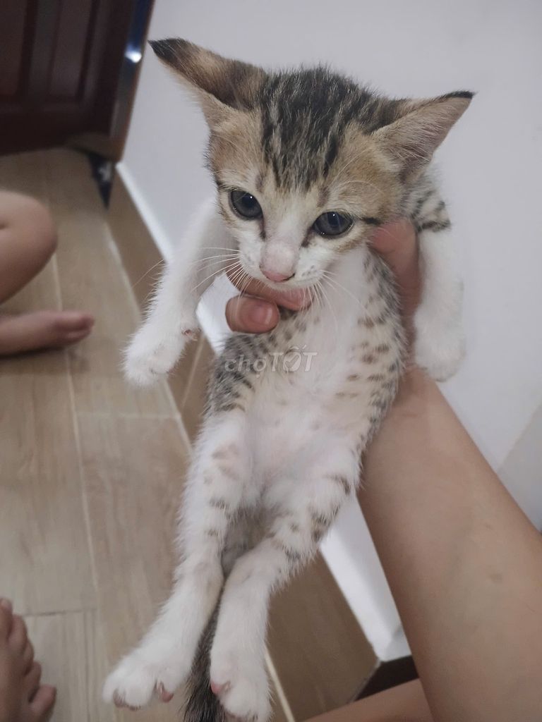 Mèo ta. Mua bán Mèo tại Thị xã Bến Cát Bình Dương được đăng bởi Huy hình 1