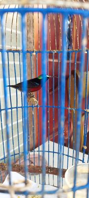 Hút mật 7màu. Mua bán Chim tại Thành phố Thủ Đức Tp Hồ Chí Minh được đăng bởi Quyền 