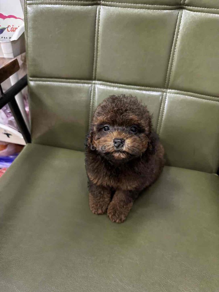 Chó Poodle nhiều màu đã tiêm phòng. Mua bán Chó tại Quận Thanh Khê Đà Nẵng được đăng bởi Thy Thy hình 1