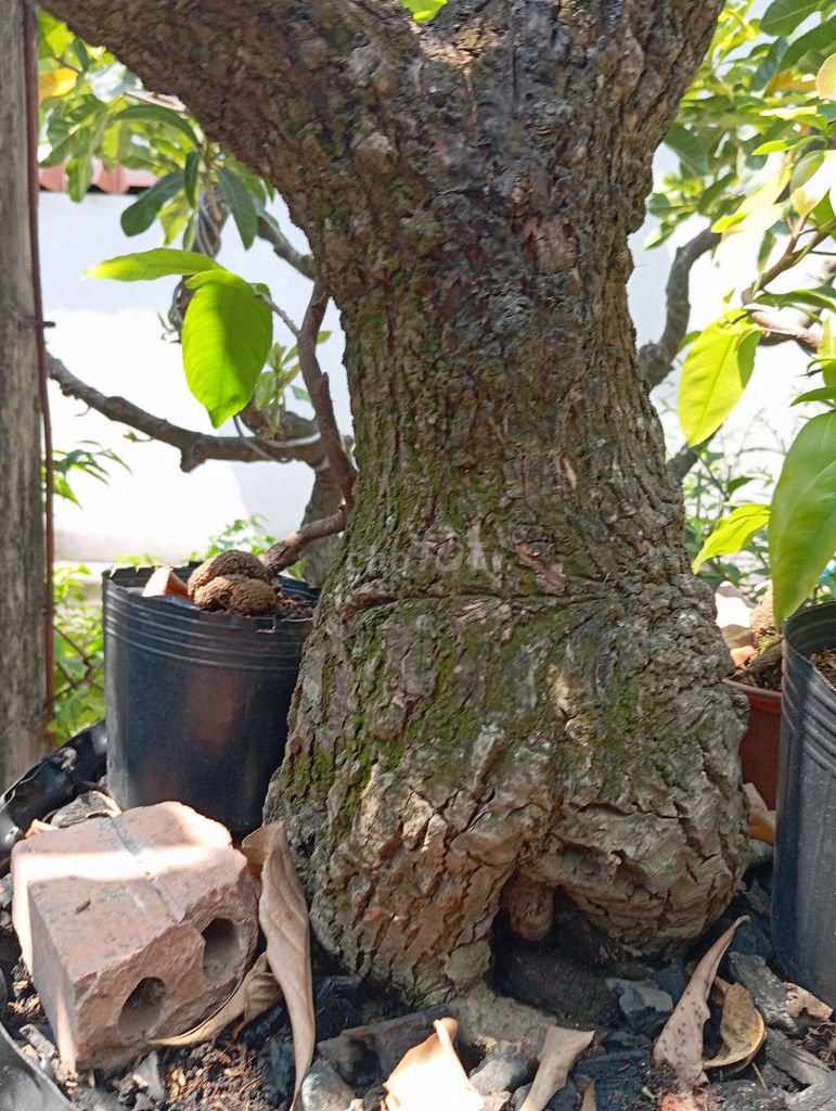 Cây cảnh Lộc vừng 12 năm. Mua bán Cây cảnh, đồ trang trí tại Huyện Nhơn Trạch Đồng Nai được đăng bởi Trung hình 1