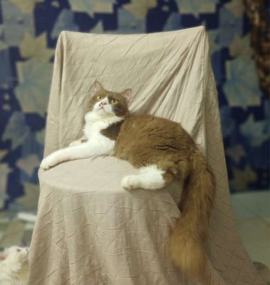 Nhượng lại bé đực Bicinemon cho ba mẹ yêu thương. Mua bán Mèo tại Quận 6 Tp Hồ Chí Minh được đăng bởi Thiện 6868