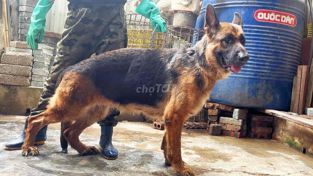 Chó Becgie cái giấy vka, bố nhập, 40kg. đẻ tốt. Mua bán Chó tại Quận Hoàng Mai Hà Nội được đăng bởi Vương hình 1