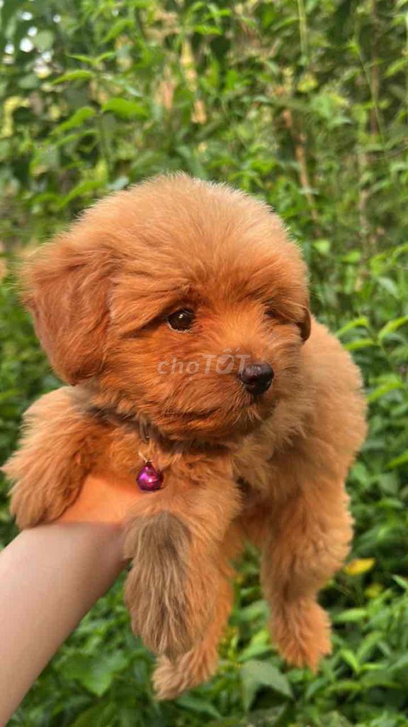 Chó Poodle Tiny Nâu đỏ Thuần chủng. Mua bán Chó tại Huyện Tân Hồng Đồng Tháp được đăng bởi Duyên Ruby hình 1