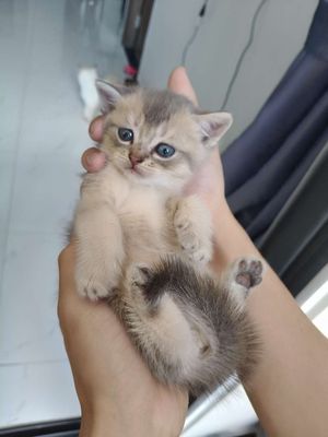 Mèo Anh Lông Ngắn Thuần Chủng Gen Ba Mẹ Nhập Nga. Mua bán Mèo tại Thành phố Thủ Đức Tp Hồ Chí Minh được đăng bởi hân hân