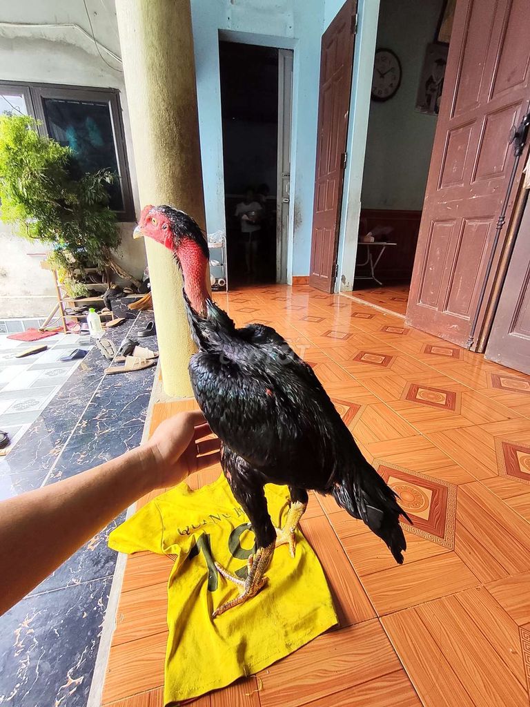 cặp tơ dòng tốt . Mua bán Gà tại Huyện Vĩnh Lộc Thanh Hóa được đăng bởi Lê Doanh hình 1