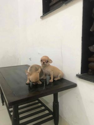Bán chó Chihuahua thuần chủng