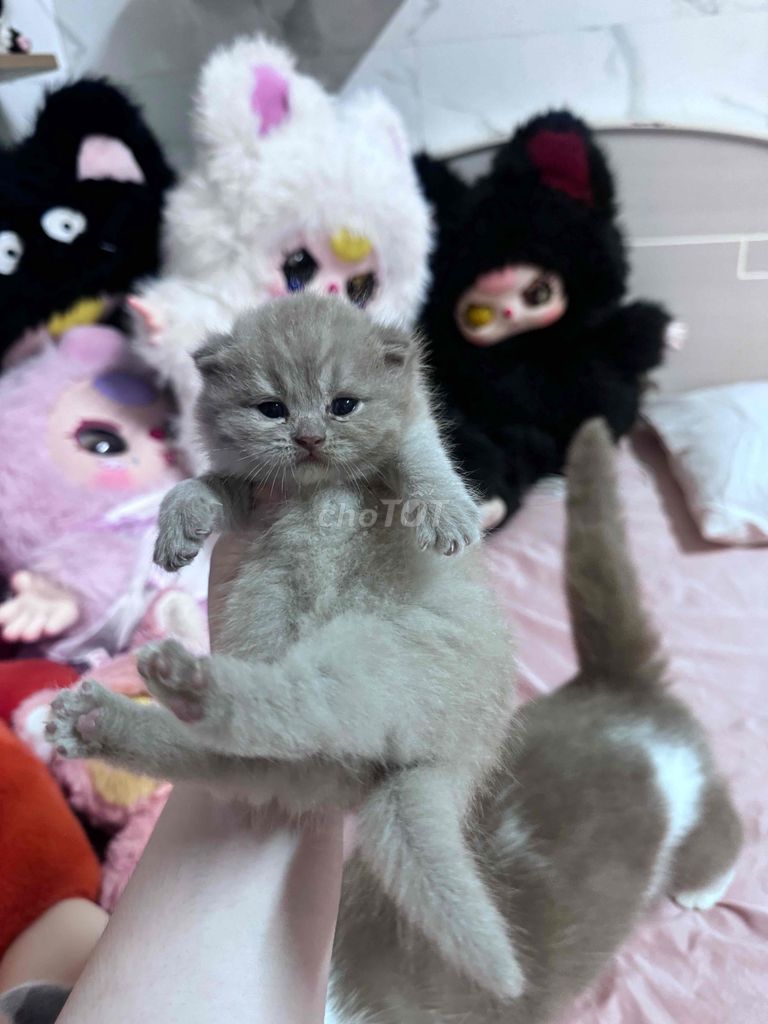 Mèo Anh lông ngắn Lilac chân lùn đã tiêm. Mua bán Mèo tại Thành phố Nha Trang Khánh Hòa được đăng bởi Thảo hình 1