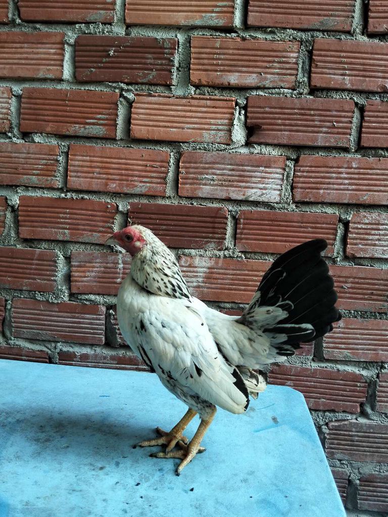 Gà tre Mỹ mini trống chuối trắng. Mua bán Gà tại Thành phố Vũng Tàu Bà Rịa - Vũng Tàu được đăng bởi GÀ TRE BẮC 72 VT hình 1