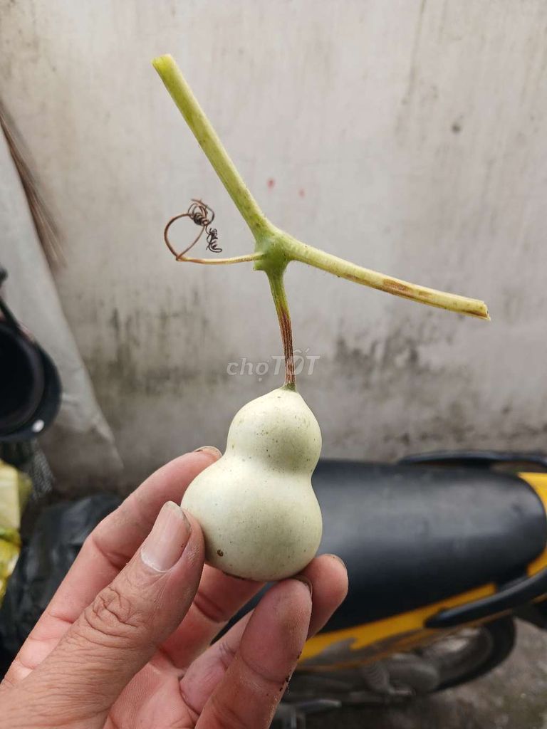 Hạt giống Bầu hồ lô mini. Mua bán Đồ chuyên dụng, Giống nuôi trồng tại Quận Bình Thuỷ Cần Thơ được đăng bởi khánh hình 1